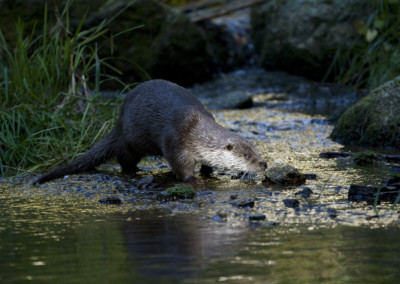 Fischotter, Lutra lutra, otter