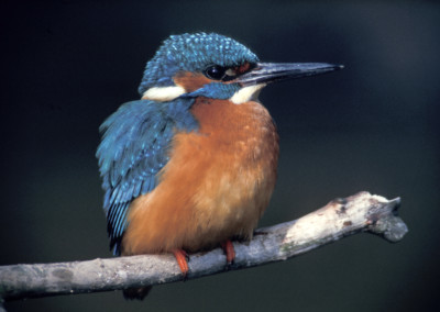 Eisvogel, Alcedo atthis, kingfisher