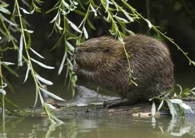 Junge Biber, Castor fiber, young beaver